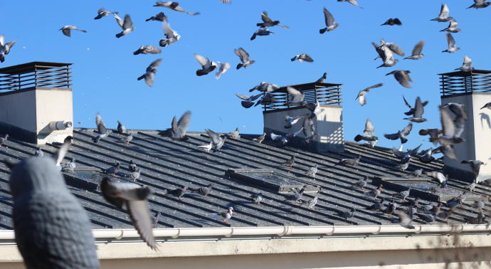 Control de Palomas